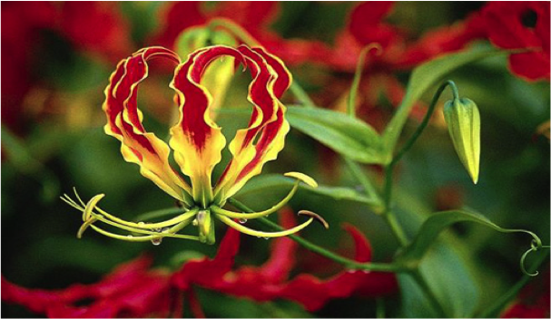 “Karthigaipoo is the national flower of Eelam Tamils”. “Karthigaipoo is the national flower of Eelam Tamils”.